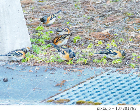 アトリの群れ 137881765