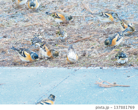 餌を食べるアトリ達 137881769