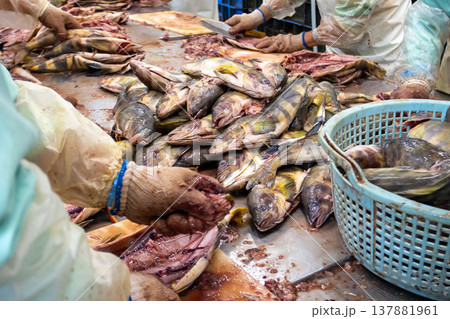 干物工場で魚をさばく人 干物工場で魚をさばく人 137881961