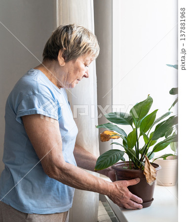 Elderly woman examines potted plant indoors, observing dry leaves carefully considering how to care for plant for its healthy growth. Authentic moment. Green lifestyle, slow living, indoor gardening 137881968