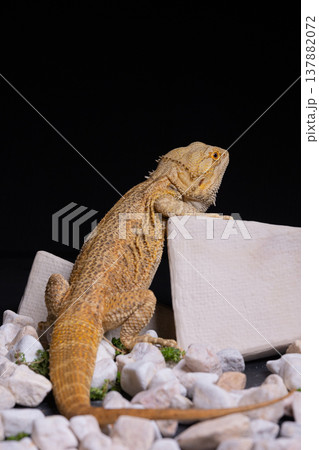 フトアゴヒゲトカゲ8 137882072