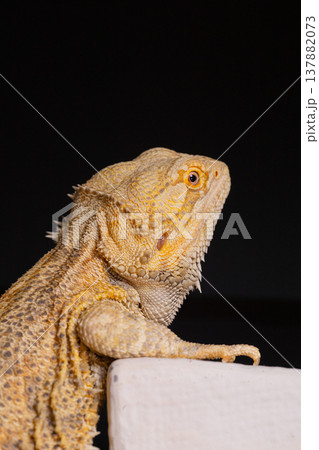 フトアゴヒゲトカゲ9 137882073