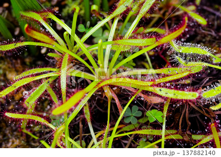 食虫植物ハエジゴク 137882140