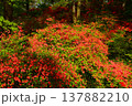 東秩父村 　二本木峠　山つつじ 137882210