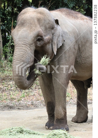 インドゾウ インドゾウ 137882238