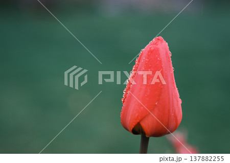 水滴をまとった赤いチューリップの蕾のクローズアップ・緑のボケ背景 水滴をまとった赤いチューリップの蕾のクローズアップ・緑のボケ背景 137882255