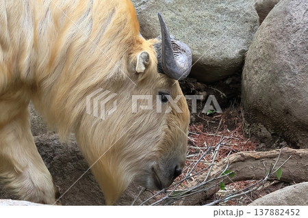 ゴールデンターキン 137882452