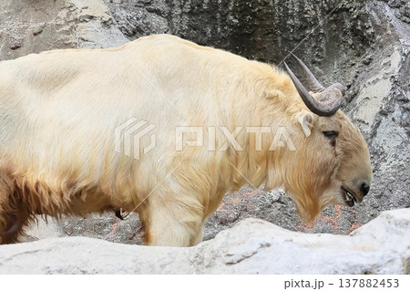 ゴールデンターキン ゴールデンターキン 137882453