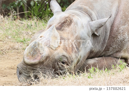 ヒガシクロサイ 137882621