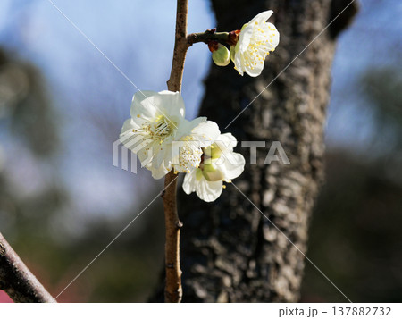 白梅の開花 園芸品種冬至 白梅の開花 園芸品種冬至 137882732