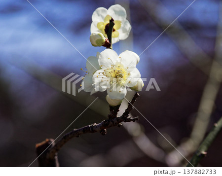 白梅の開花 園芸品種冬至 白梅の開花 園芸品種冬至 137882733