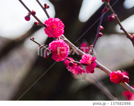 春を告げる紅梅の花 鹿児島紅 春を告げる紅梅の花 鹿児島紅 137882898