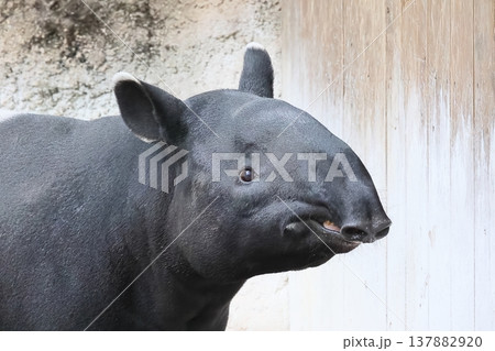 バク バク 137882920