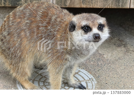 ミーアキャット 137883000