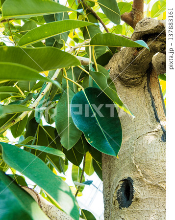 観葉植物インドゴムノキ 観葉植物インドゴムノキ 137883161