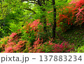東秩父村　二本木峠　山つつじと新緑 137883234