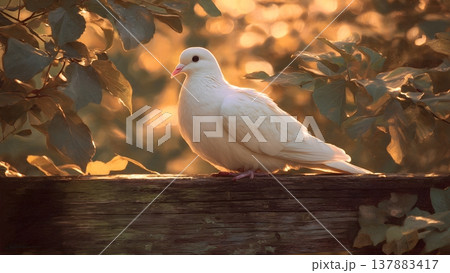A serene white dove rests on a rustic wooden fence, bathed in warm, golden sunlight. 137883417