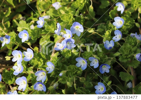 早春の野原に咲く青いオオイヌノフグリの花 早春の野原に咲く青いオオイヌノフグリの花 137883477
