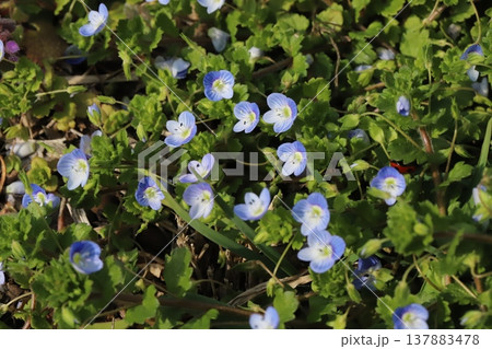 早春の野原に咲く青いオオイヌノフグリの花 早春の野原に咲く青いオオイヌノフグリの花 137883478