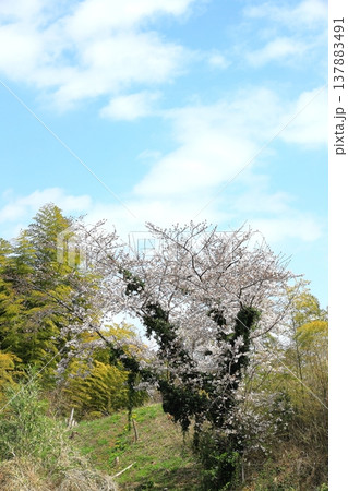 満開の桜　タテ位置 137883491