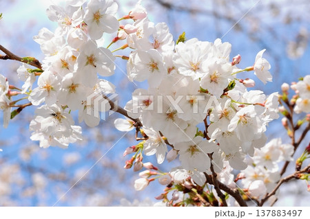 満開の桜　クローズアップ 137883497