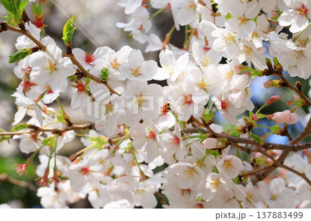 満開の桜　クローズアップ 137883499