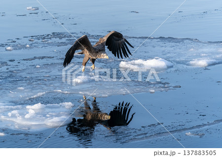 流氷の海と尾白鷲 137883505