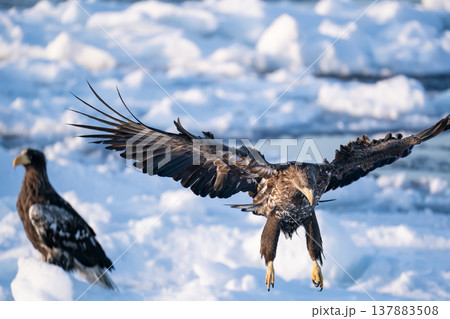 流氷の海と尾白鷲 137883508