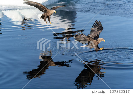 流氷の海と尾白鷲 137883517