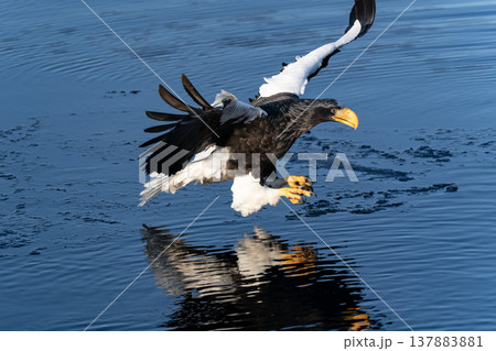 海の王者オオワシ 137883881