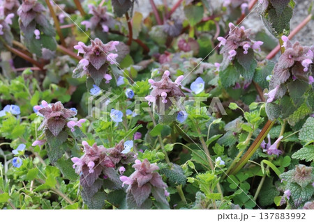 早春の庭に咲くピンク色のヒメオドリコソウの花と青いオオイヌノフグリの花 早春の庭に咲くピンク色のヒメオドリコソウの花と青いオオイヌノフグリの花 137883992