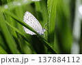 朝露でぬれるヤマトシジミ 朝露でぬれるヤマトシジミ 137884112