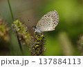 朝露でぬれるヤマトシジミ 朝露でぬれるヤマトシジミ 137884113
