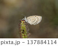 朝露でぬれるヤマトシジミ 朝露でぬれるヤマトシジミ 137884114