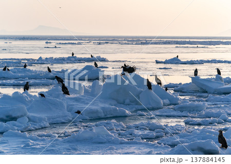 流氷浮かぶ羅臼の海 137884145