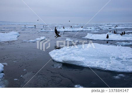 流氷浮かぶ羅臼の海 流氷浮かぶ羅臼の海 137884147