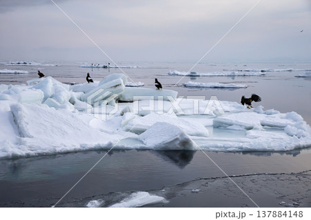 流氷浮かぶ羅臼の海 137884148