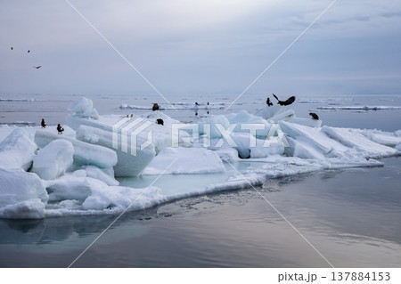 流氷浮かぶ羅臼の海 137884153