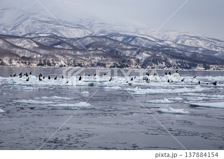 流氷浮かぶ羅臼の海 流氷浮かぶ羅臼の海 137884154