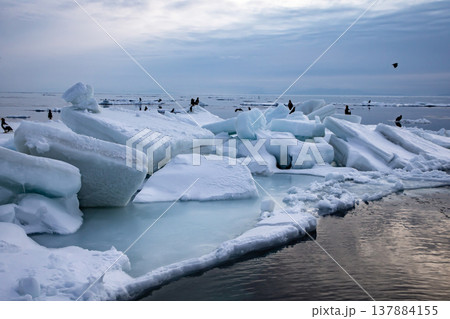 流氷浮かぶ羅臼の海 137884155