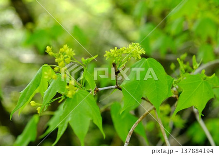 イタヤカエデの花と新葉　【神奈川県相模原市　4月】 137884194