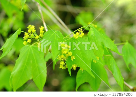イタヤカエデの花と新葉 【神奈川県相模原市 4月】 イタヤカエデの花と新葉 【神奈川県相模原市 4月】 137884200