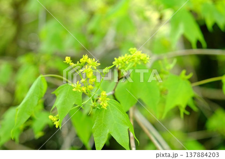 イタヤカエデの花と新葉　【神奈川県相模原市　4月】 137884203