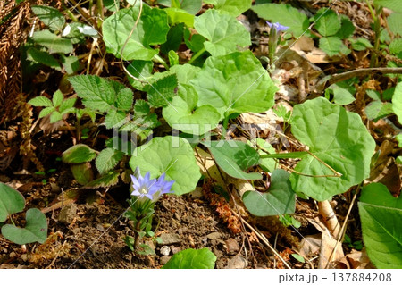 野に咲くフデリンドウの花　【神奈川県相模原市　4月】 137884208