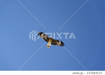 鳶が空を舞う 鳶が空を舞う 137884215
