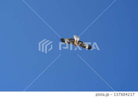 鳶が空を舞う 137884217