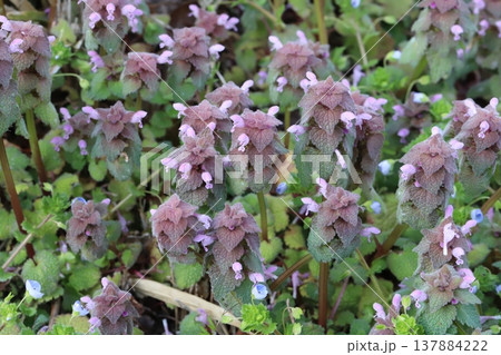 早春の野原に咲くピンク色のヒメオドリコソウの小さな花 早春の野原に咲くピンク色のヒメオドリコソウの小さな花 137884222