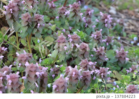 早春の野原に咲くピンク色のヒメオドリコソウの小さな花 137884223
