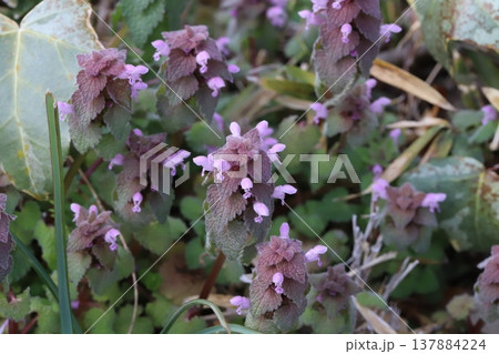 早春の野原に咲くピンク色のヒメオドリコソウの小さな花 早春の野原に咲くピンク色のヒメオドリコソウの小さな花 137884224