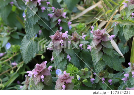 早春の野原に咲くピンク色のヒメオドリコソウの小さな花 早春の野原に咲くピンク色のヒメオドリコソウの小さな花 137884225